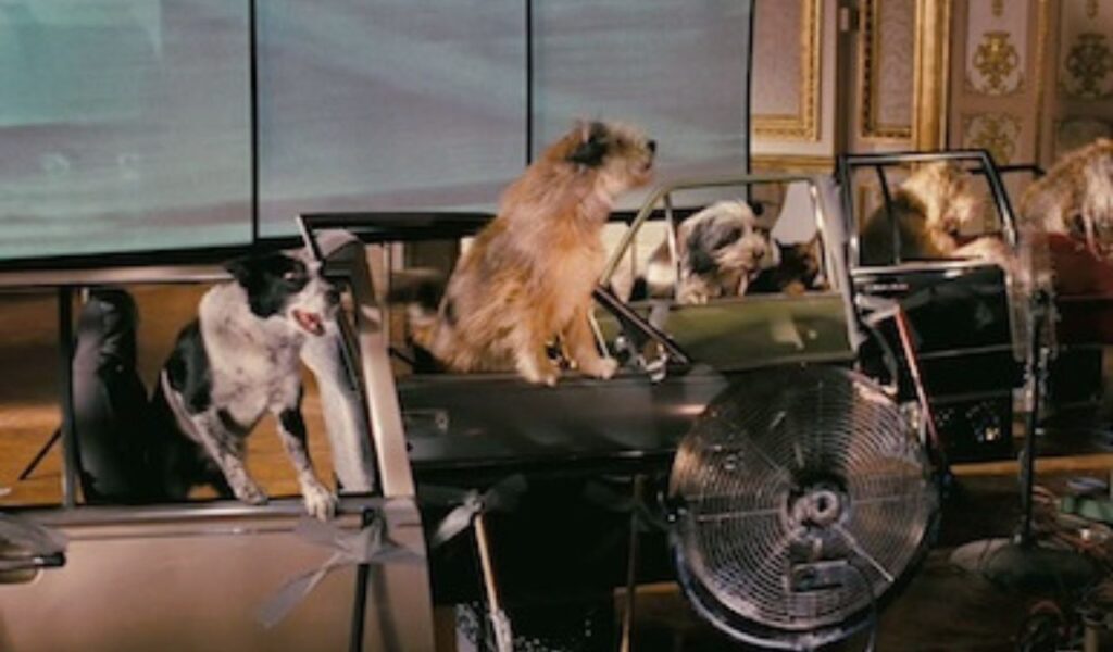 Several dogs lounge inside old car frames set up indoors, with a large fan blowing nearby in a quirky, pet-friendly space.