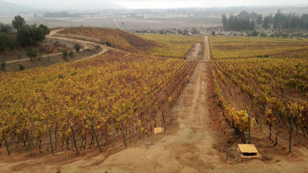 Chile Vineyard