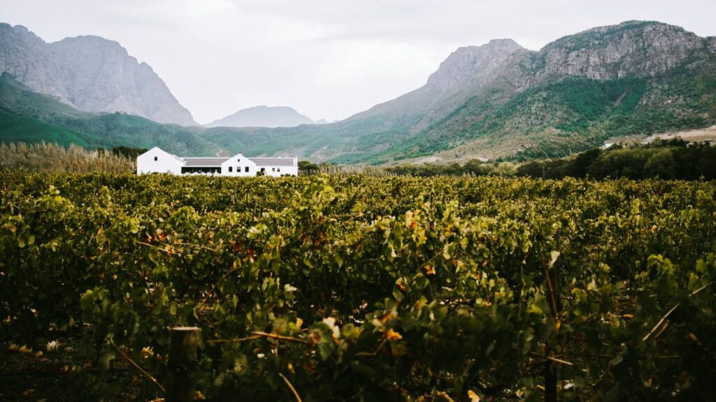 South Africa Vineyard