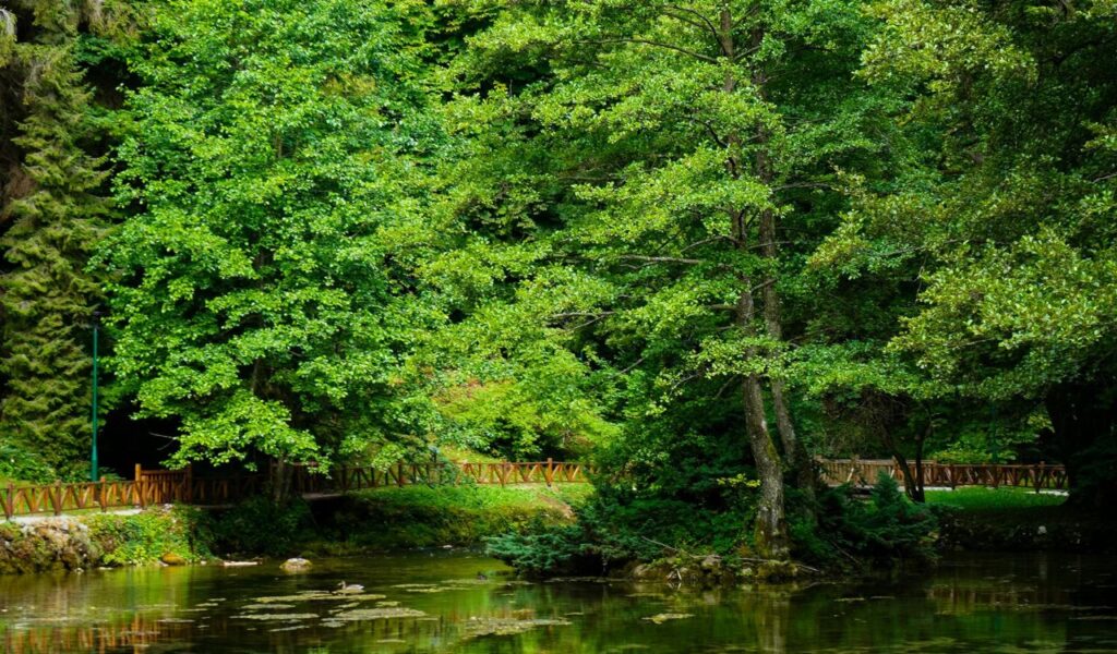 Two tall trees with dense green foliage reflected in a calm forest pond, bordered by a wooden railing and surrounded by lush greenery.