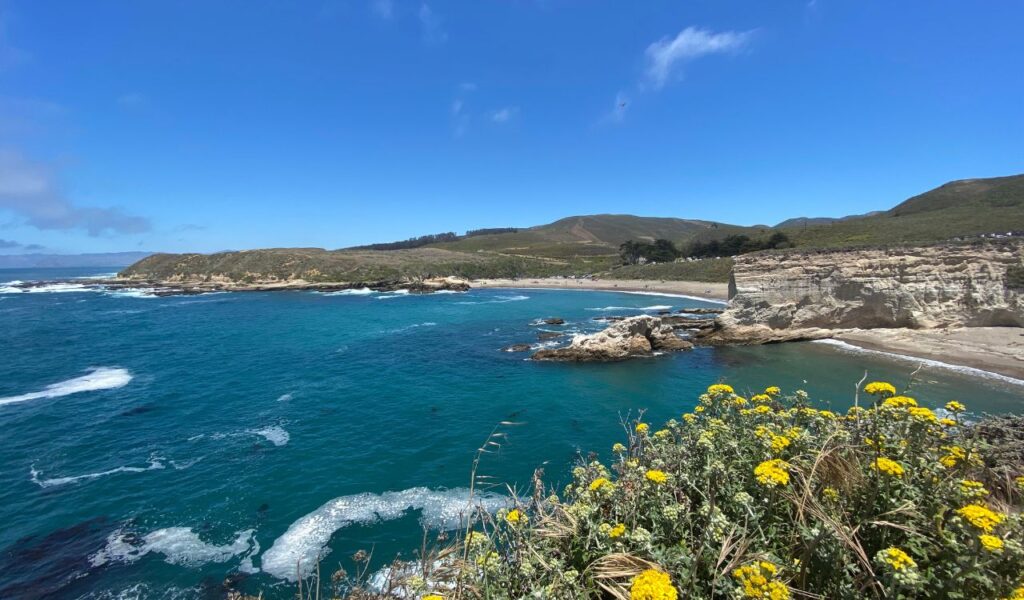 Turquoise waters and rocky cliffs at Montaña de Oro State Beach with wildflowers in the foreground.