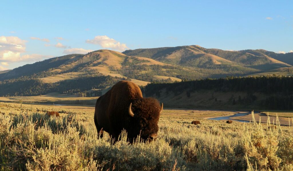 A bison grazes in golden light at the National Bison Range, with rolling hills, grasslands, and a winding stream in the distance.