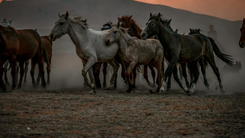 Wild Mustang