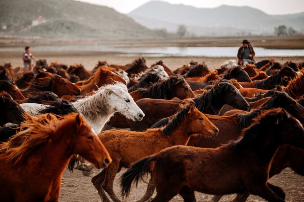 Wild Mustang