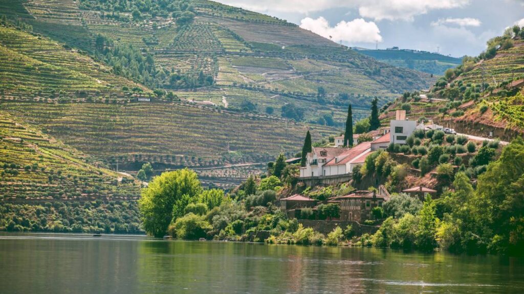 Portugal Vineyard