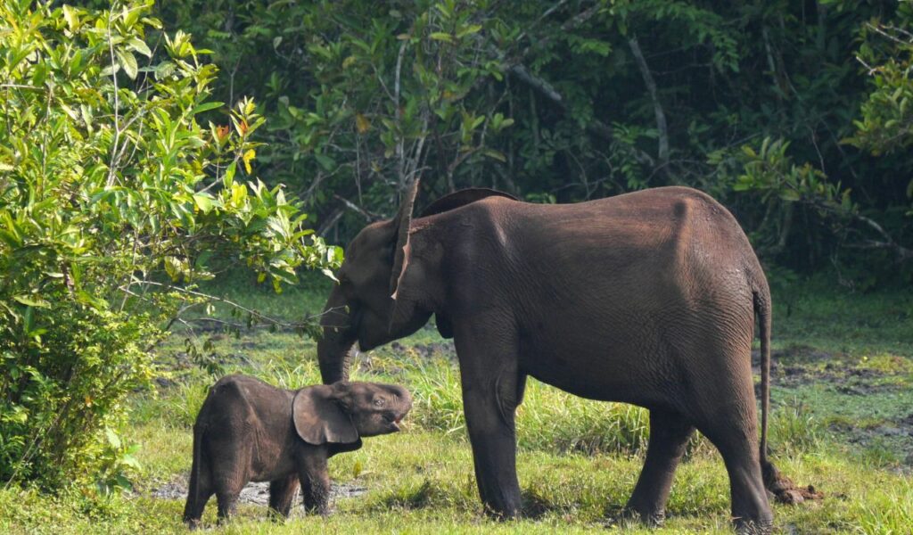 Forest elephants in the Republic of Congo, with a calf standing beside its mother near lush greenery.