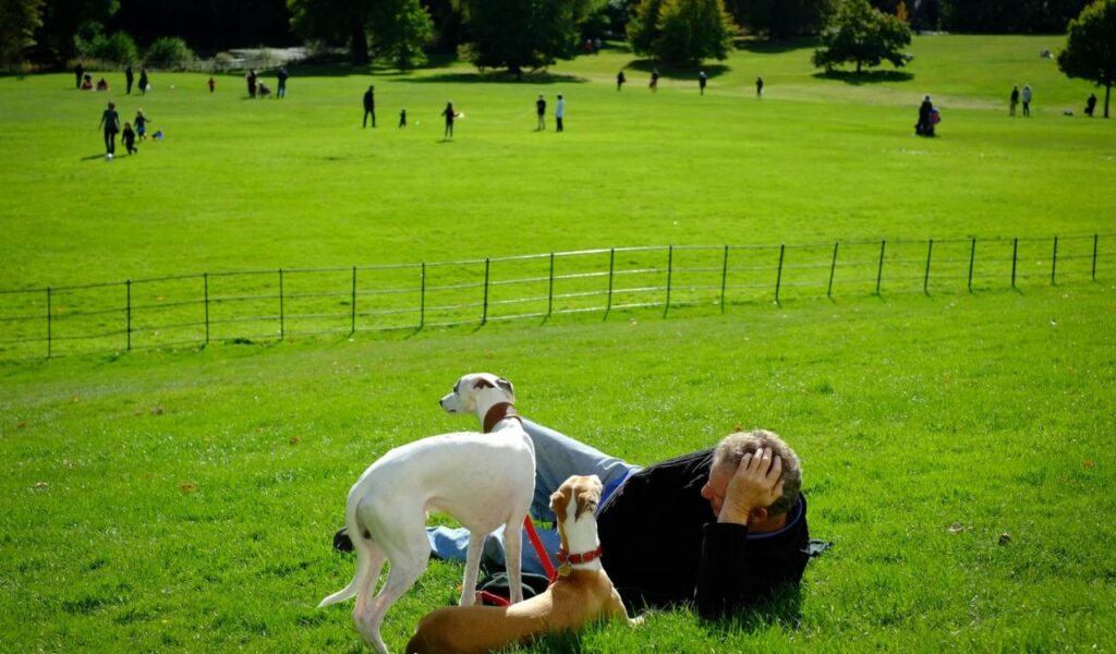 Man relaxing on green grass with two leashed dogs in a large open park, surrounded by people enjoying a sunny day.