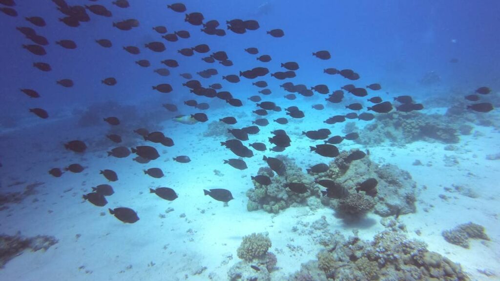 Kailua-Kona, Hawaii