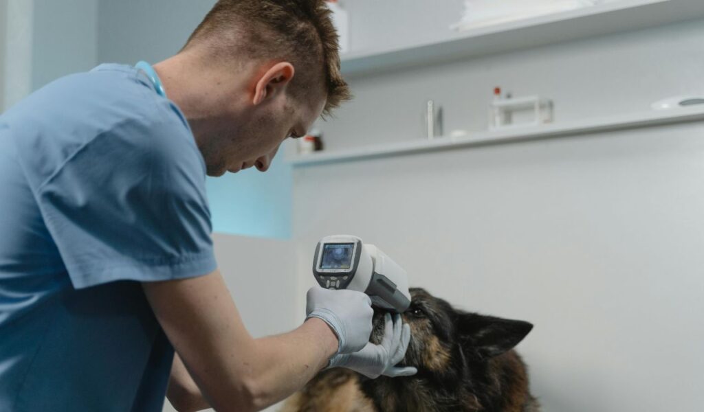 Veterinarian using a handheld scanner to examine a German Shepherd dog during a check-up at a veterinary clinic.