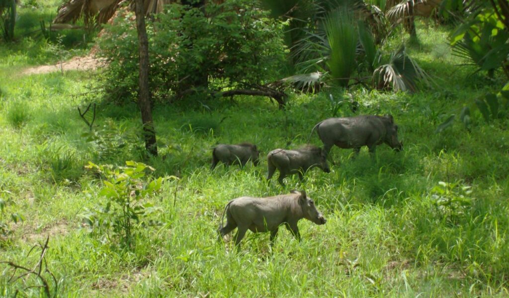 Family of warthogs walking through lush green grass in the forests of Senegal.