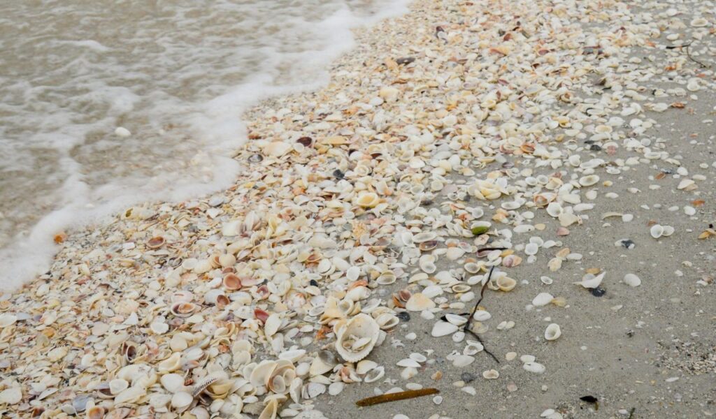 Close-up of Shell Island shoreline covered with scattered seashells, with gentle waves washing up onto the sandy beach.