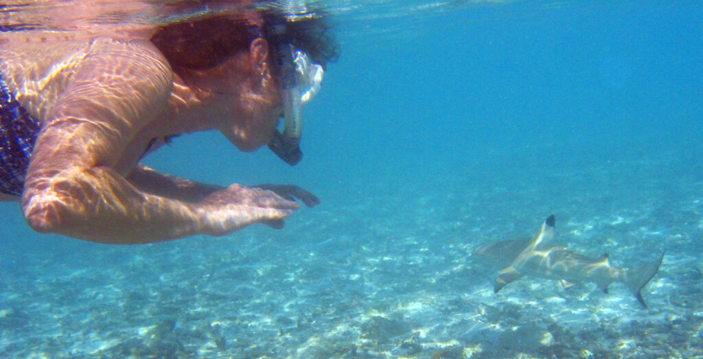 Snorkeler cautiously observes a small shark swimming near the ocean floor, highlighting close encounters and the importance of ocean safety.