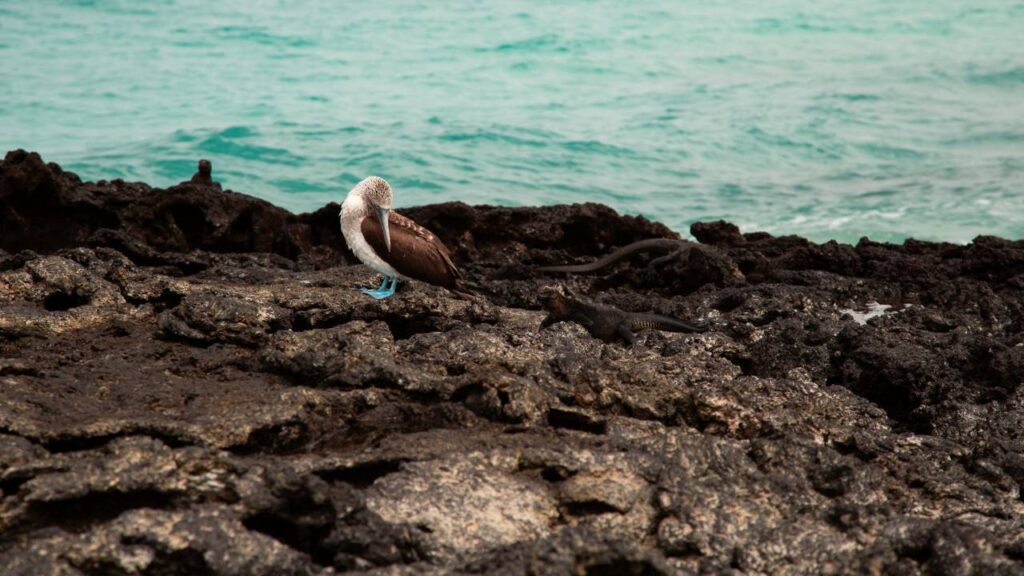 Galapagos Island
