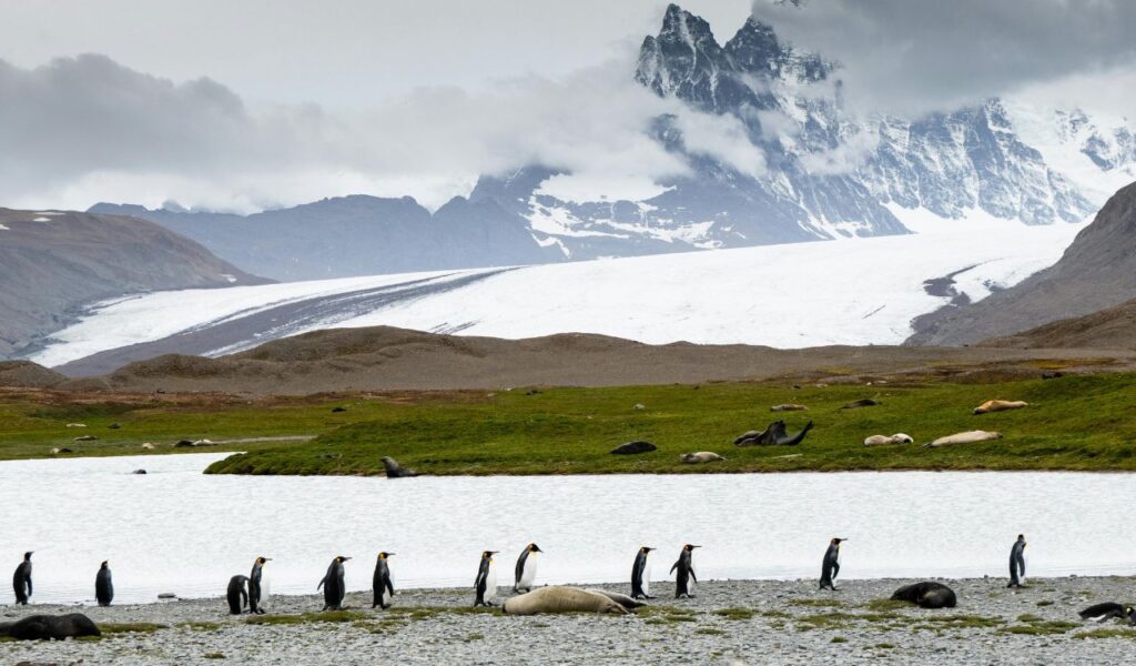 Penguins and seals along a snowy shoreline with green grass, icy waters, and towering snow-covered mountains in South Georgia and the South Sandwich Islands
