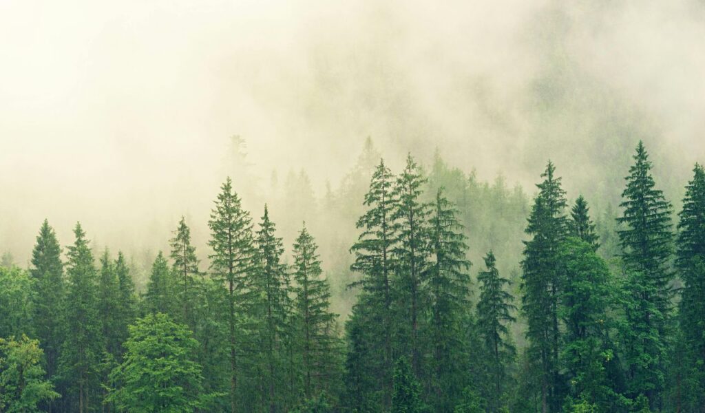 Tall evergreen trees in Spruce Knob, Monongahela Forest, rise through thick morning mist, creating a serene and mysterious mountain landscape.