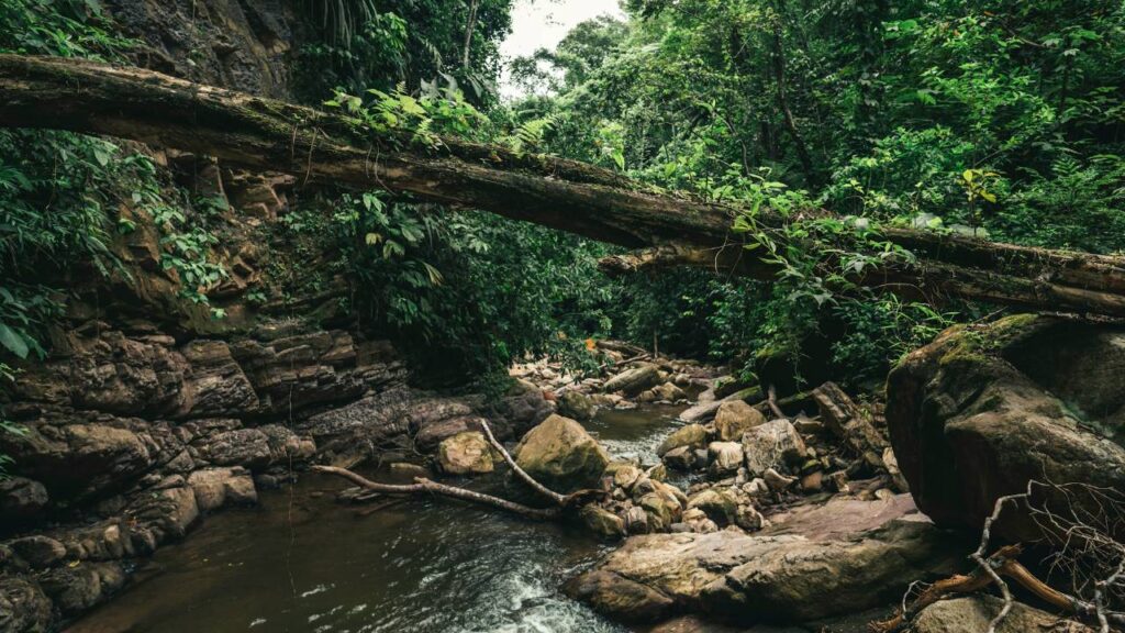 The Amazon Rainforest Brazil