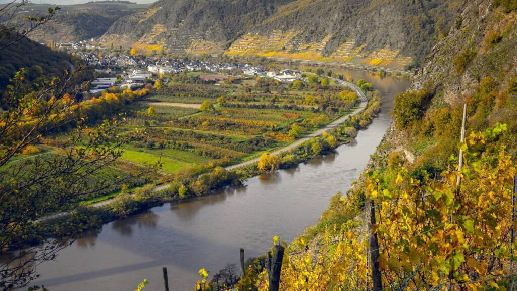 Germany Vineyard