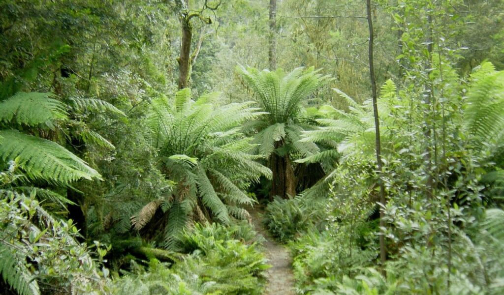 Lush green ferns and dense vegetation line a narrow trail through Tarkine Rainforest in northwest Tasmania, Australia.
