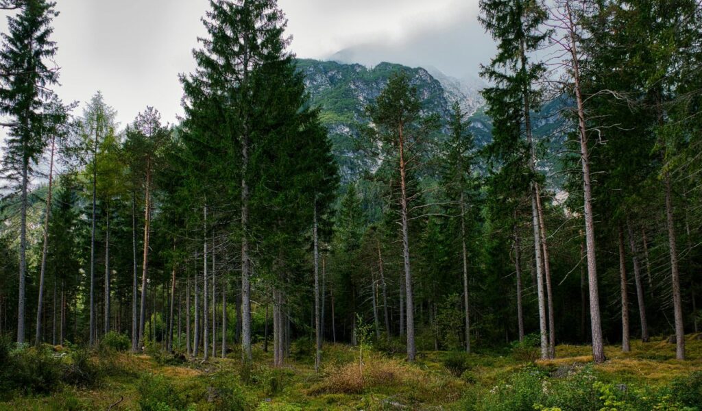 Dense forest at Tate’s Hell State Forest with tall pine trees, lush greenery, and mist-covered mountains in the background.