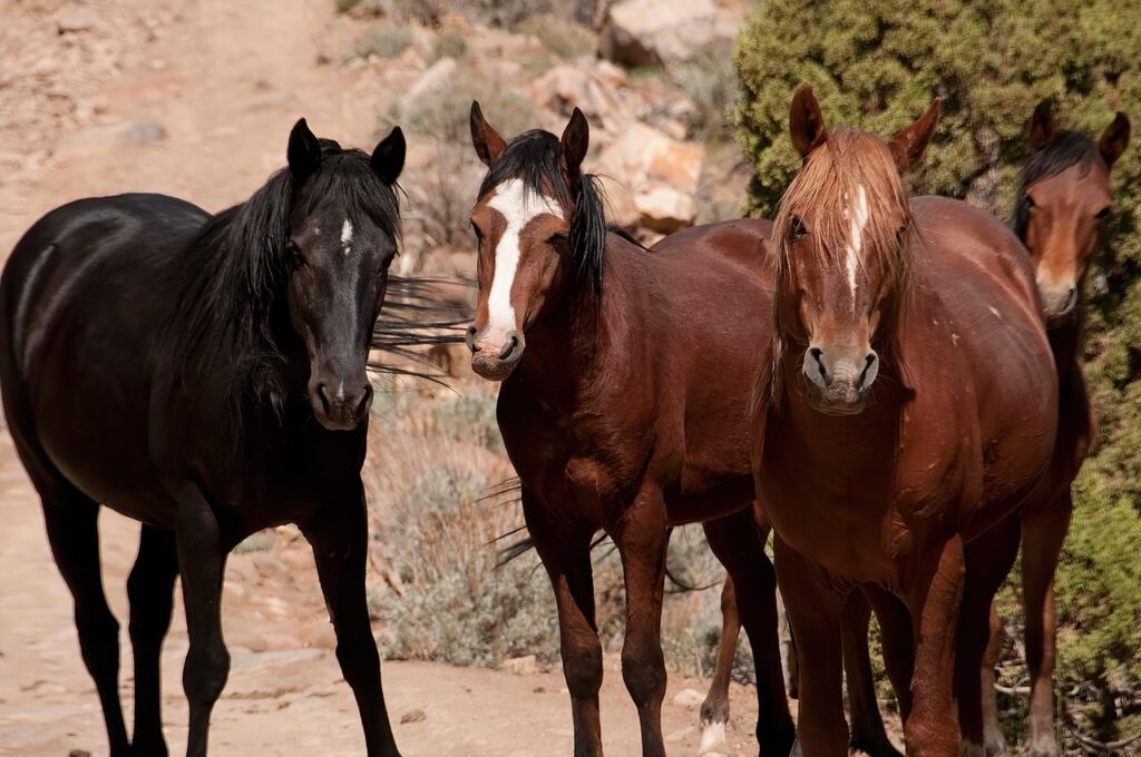 Wild Mustang