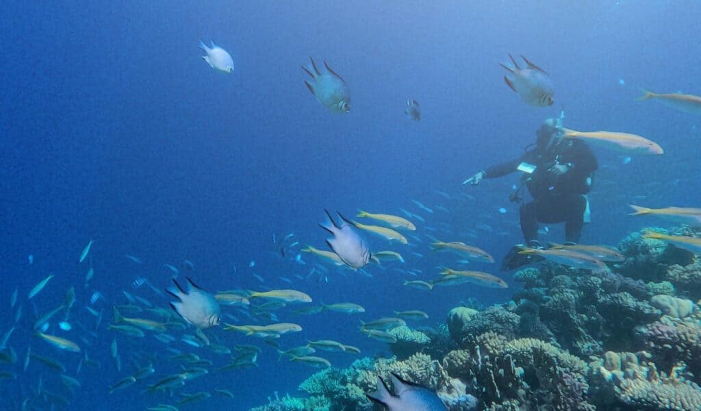 Underwater Wonderlands