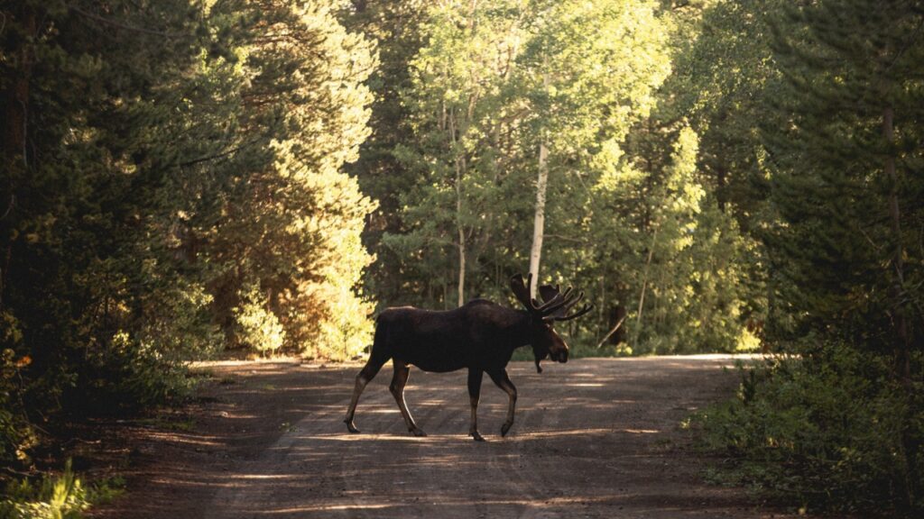 Deer Crossing Mountain road