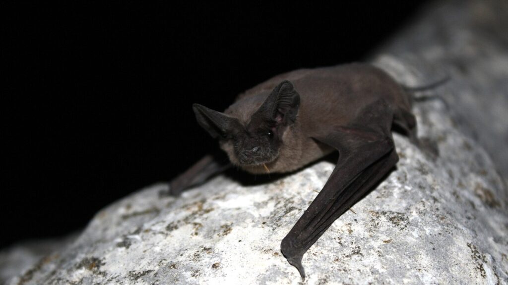 Brazilian free tailed bat