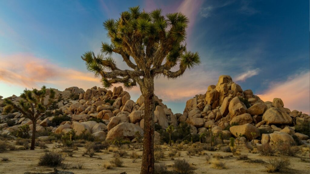 Joshua Tree, California