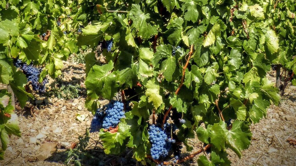 Clos Mogador – Priorat, Spain