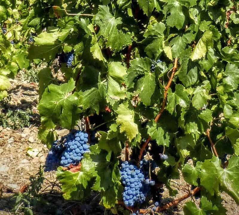 Clos Mogador – Priorat, Spain