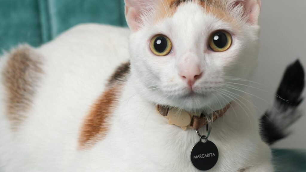 cat with ID tag collar microchip info