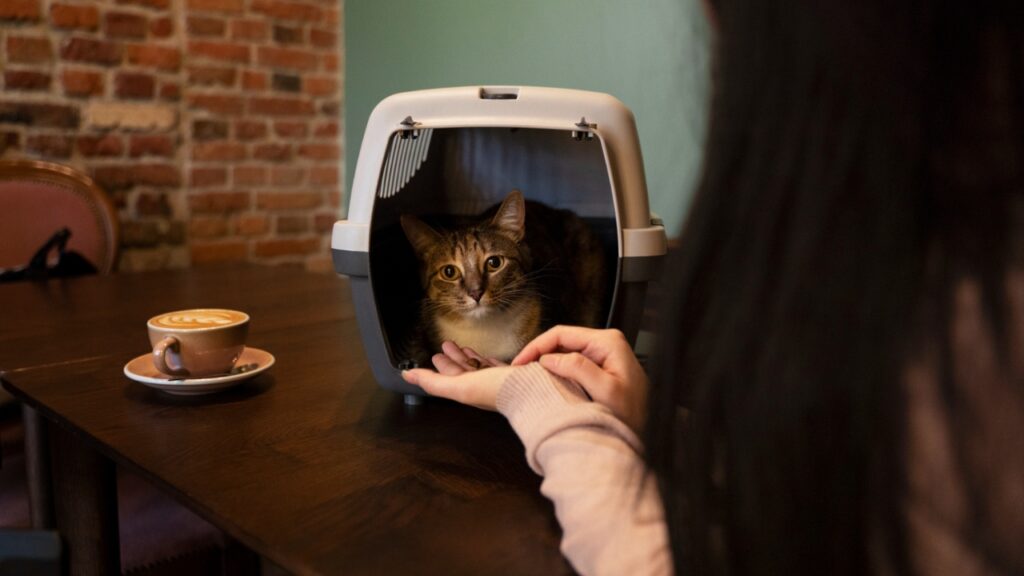Cat eating 