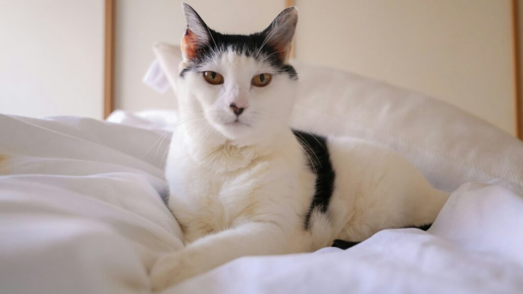 cat in pet friendly hotel room