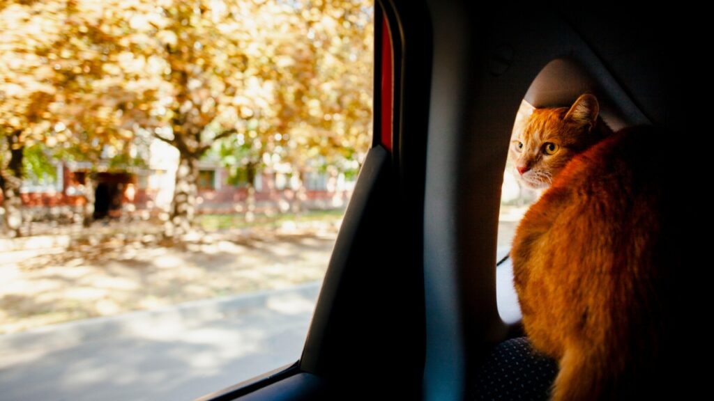 Cat at car window