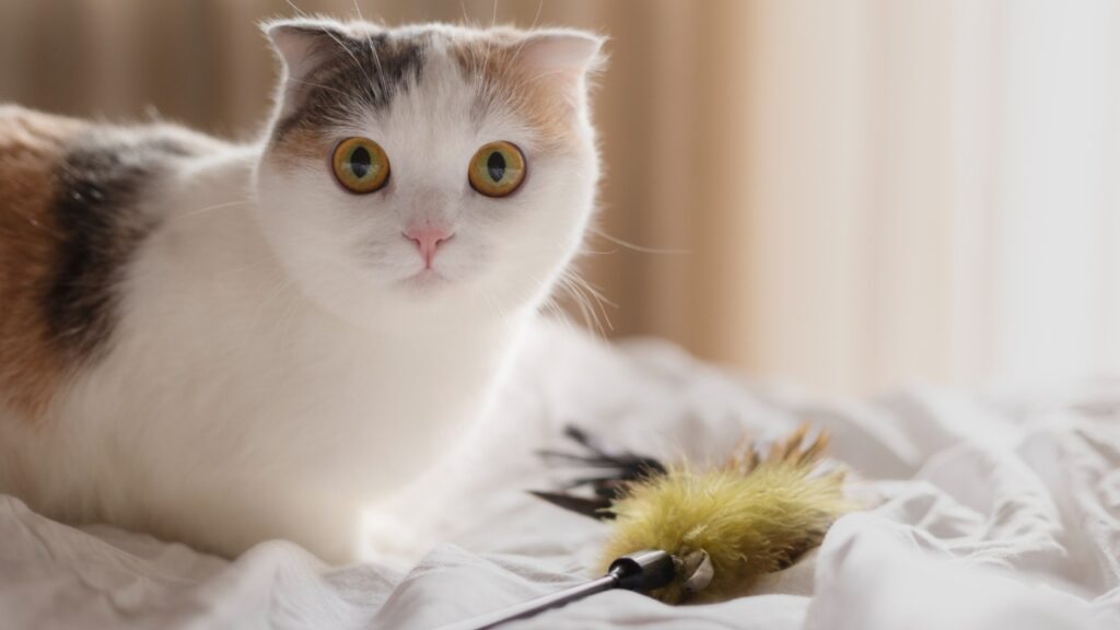 cat playing with toys in hotel room