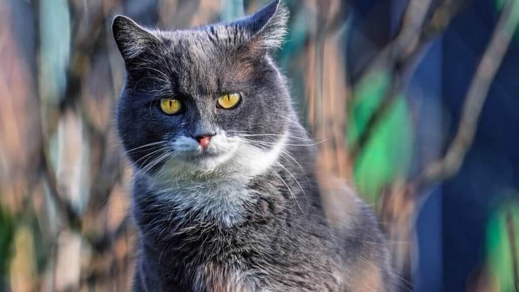 Cat close up