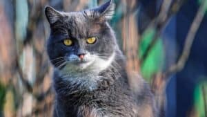 Cat close up