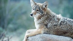 Coyote