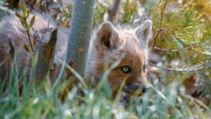 Kit Fox