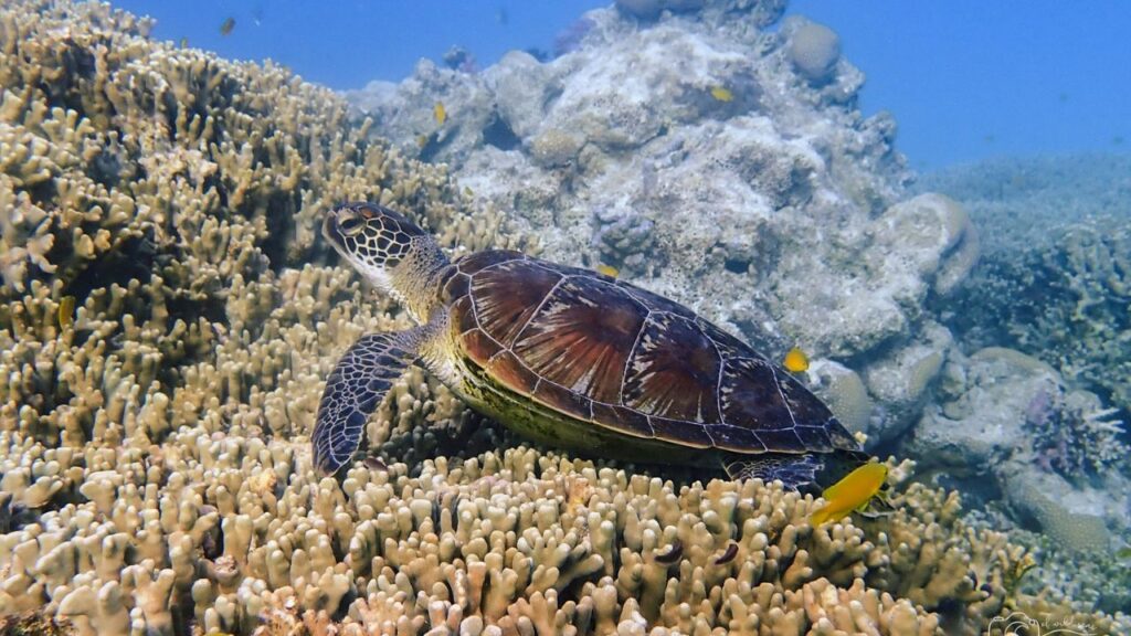 Great Barrier Reef