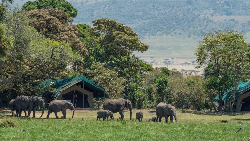 East Africa Safari