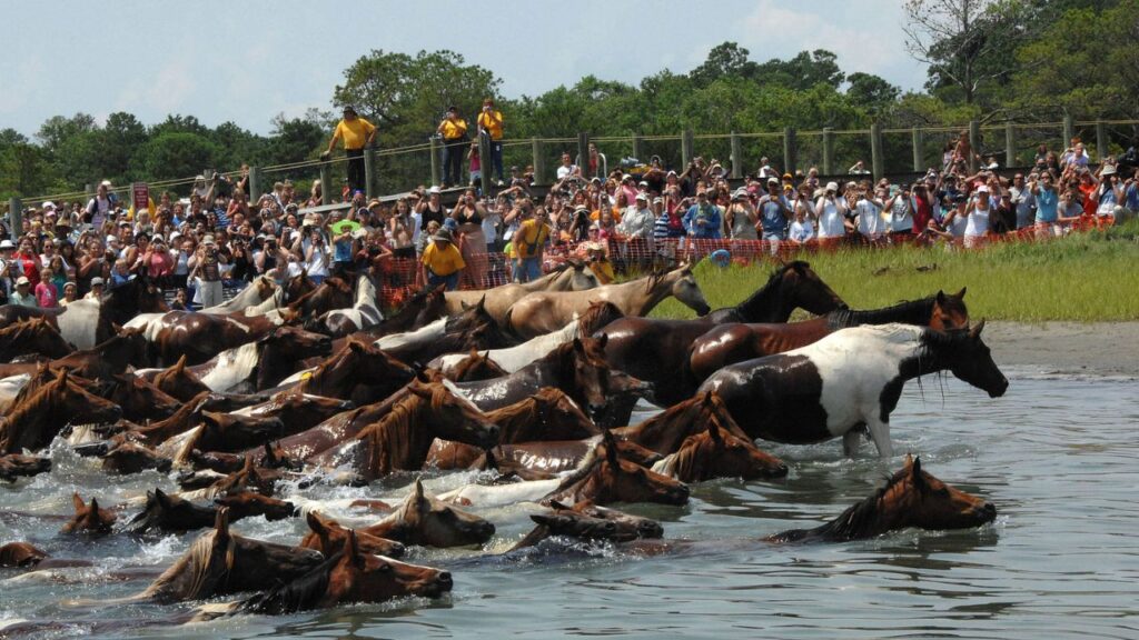 Chincoteague Pony Swim – Chincoteague, Virginia