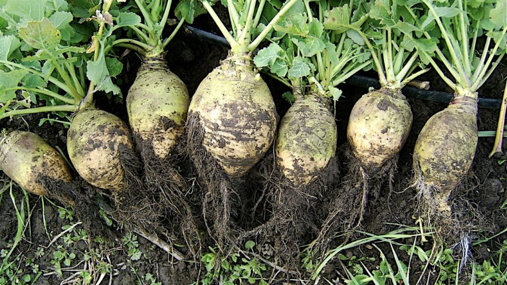 Rutabaga Festival – Cumberland, Wisconsin