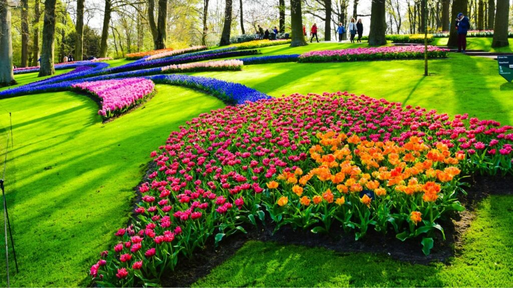Keukenhof Tulip Gardens, The Netherlands