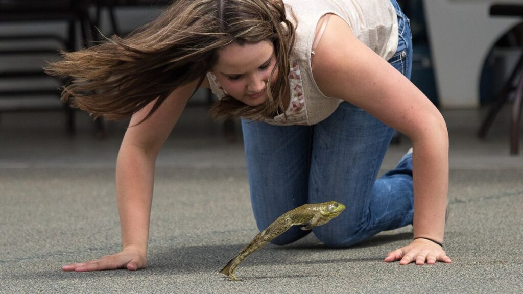 Frog Jumping Jubilee – Angels Camp, California
