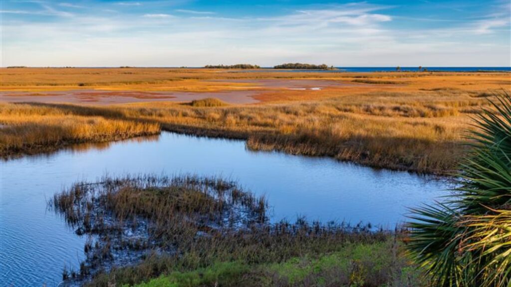 St. Marks Wildlife Refuge. Photo taken at the lighthouse on the observation deck as the sun was setting west, this is facing eastSt. Marks Wildlife Refuge. Photo taken at the lighthouse on the observation deck as the sun was setting west, this is facing east