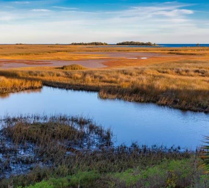St. Marks Wildlife Refuge. Photo taken at the lighthouse on the observation deck as the sun was setting west, this is facing eastSt. Marks Wildlife Refuge. Photo taken at the lighthouse on the observation deck as the sun was setting west, this is facing east