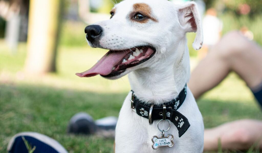 White dog wearing a black collar with a bone-shaped ID tag, sitting outdoors with tongue out and people in the background.