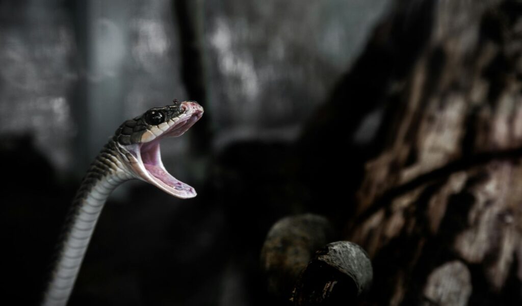A venomous snake with its mouth wide open, fangs visible, captured in a threatening pose against a dark forest background.