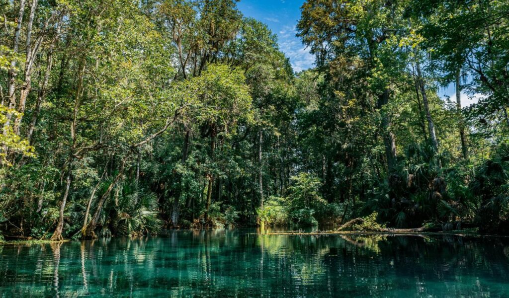 Clear blue waters surrounded by dense green forest at Wakulla Springs State Park, reflecting the lush trees under a bright sky.